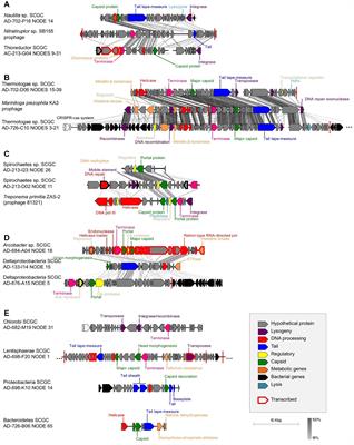 Single Cell Genomics-Based Analysis of Gene Content and Expression of Prophages in a Diffuse-Flow Deep-Sea Hydrothermal System